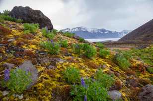 Tundra in bloom-9194